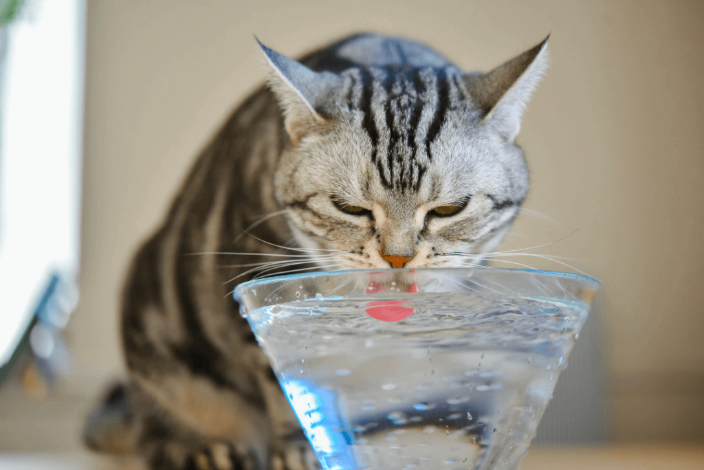 Gato tomando agua desde un plato de vidrio. Se puede observar su lengua dentro del agua.