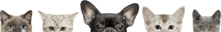 Cinco cabezas de perros y gatos que muestran hasta sus ojos de la tienda de mascotas basoto
