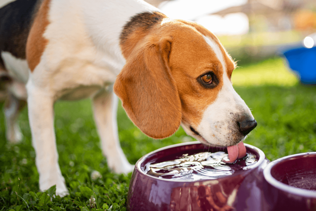 Perro de raza Beagle bebiendo agua de su plato. De fondo se puede observar pasto.