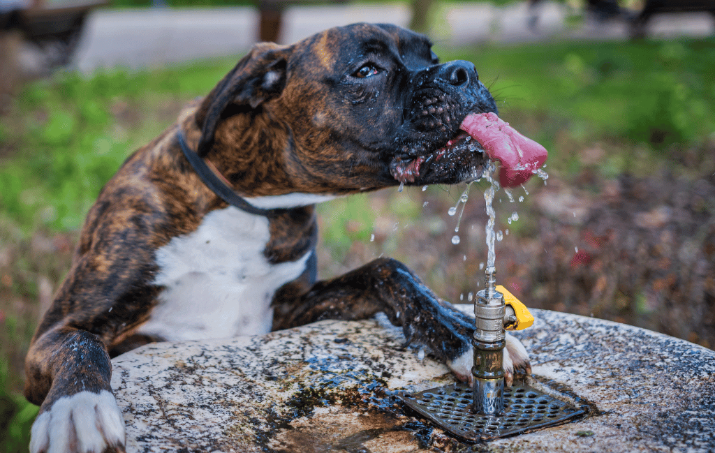 Perro de raza Boxer, con la lengua afuera intentando llegar a un chorro de agua que sale desde una fuente.