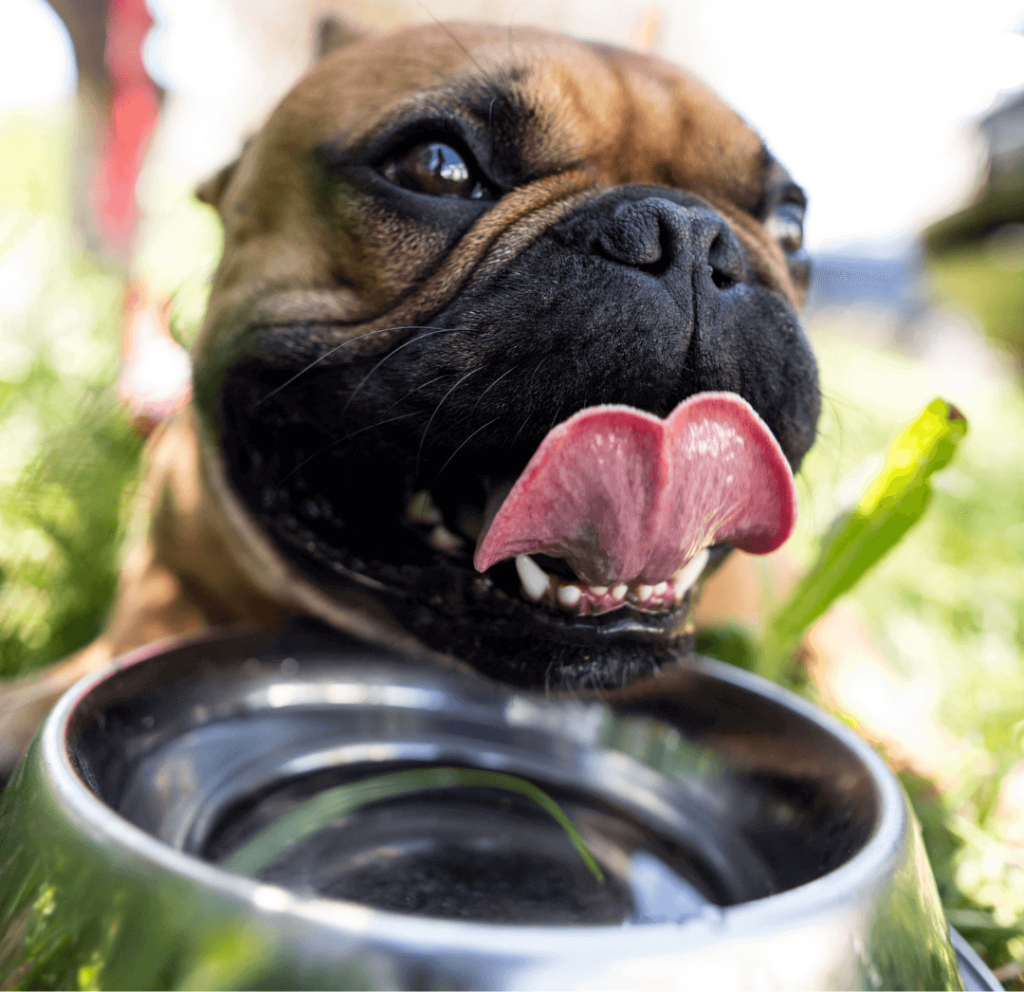 Bulldog francés bebiendo agua de su plato. La foto es tomada justo cuando está llevando su lengua con agua desde el plato a su hocico.