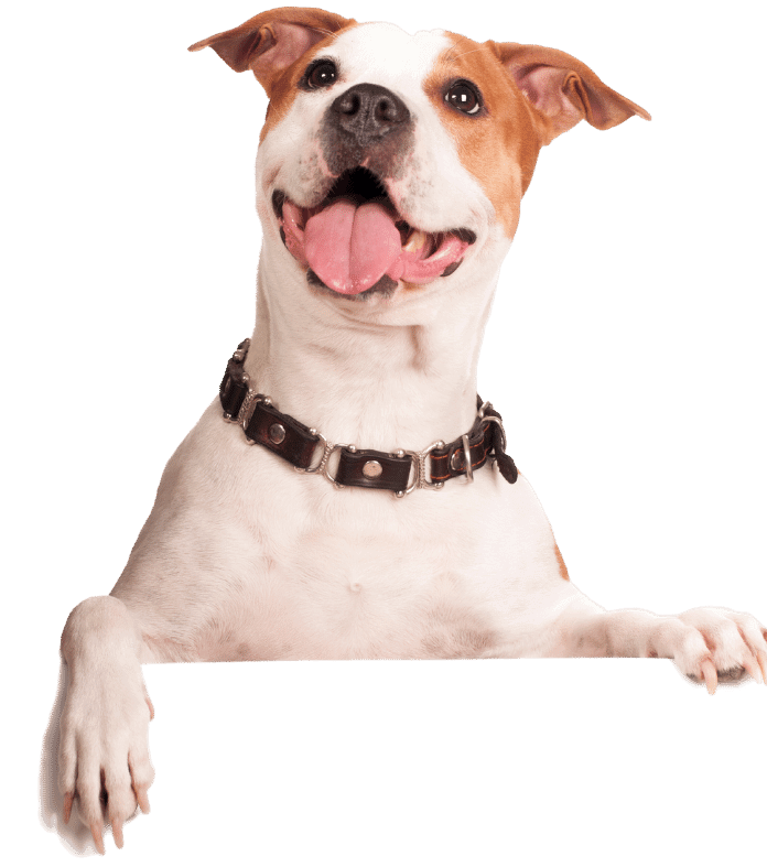 Perro de raza pitbull sobre el título