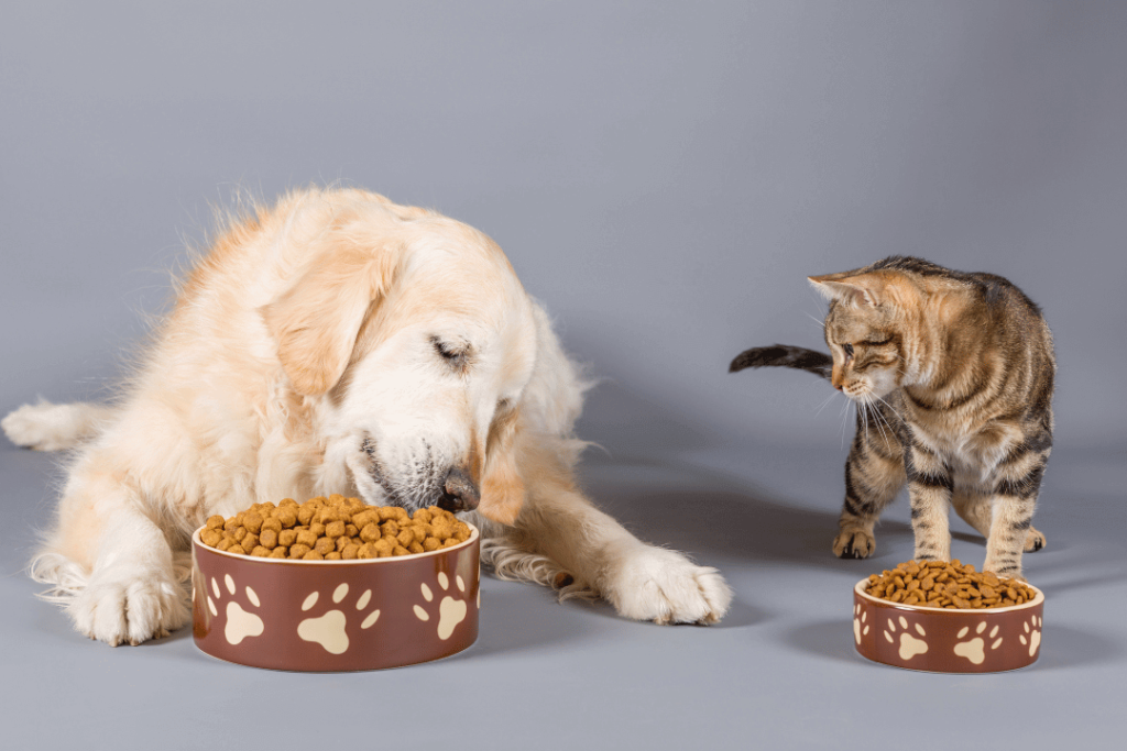 Perro y gato con sus respectivos platos de comida. El gato mira al perro mientras este come.