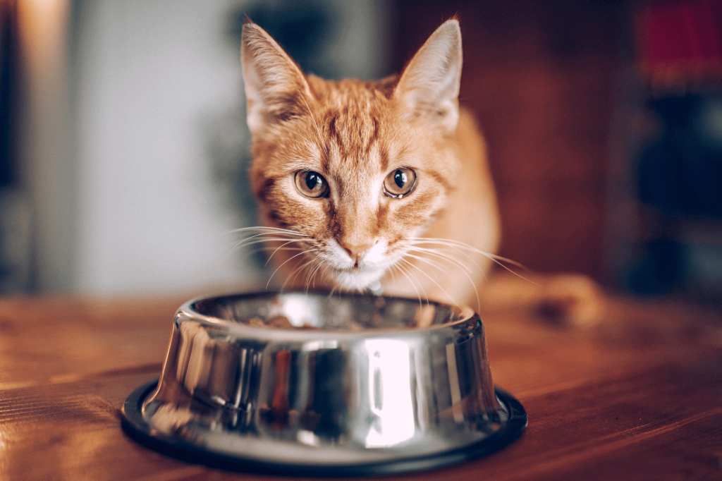 Gato mirando hacia la cámara, está frente a un plato de comida.